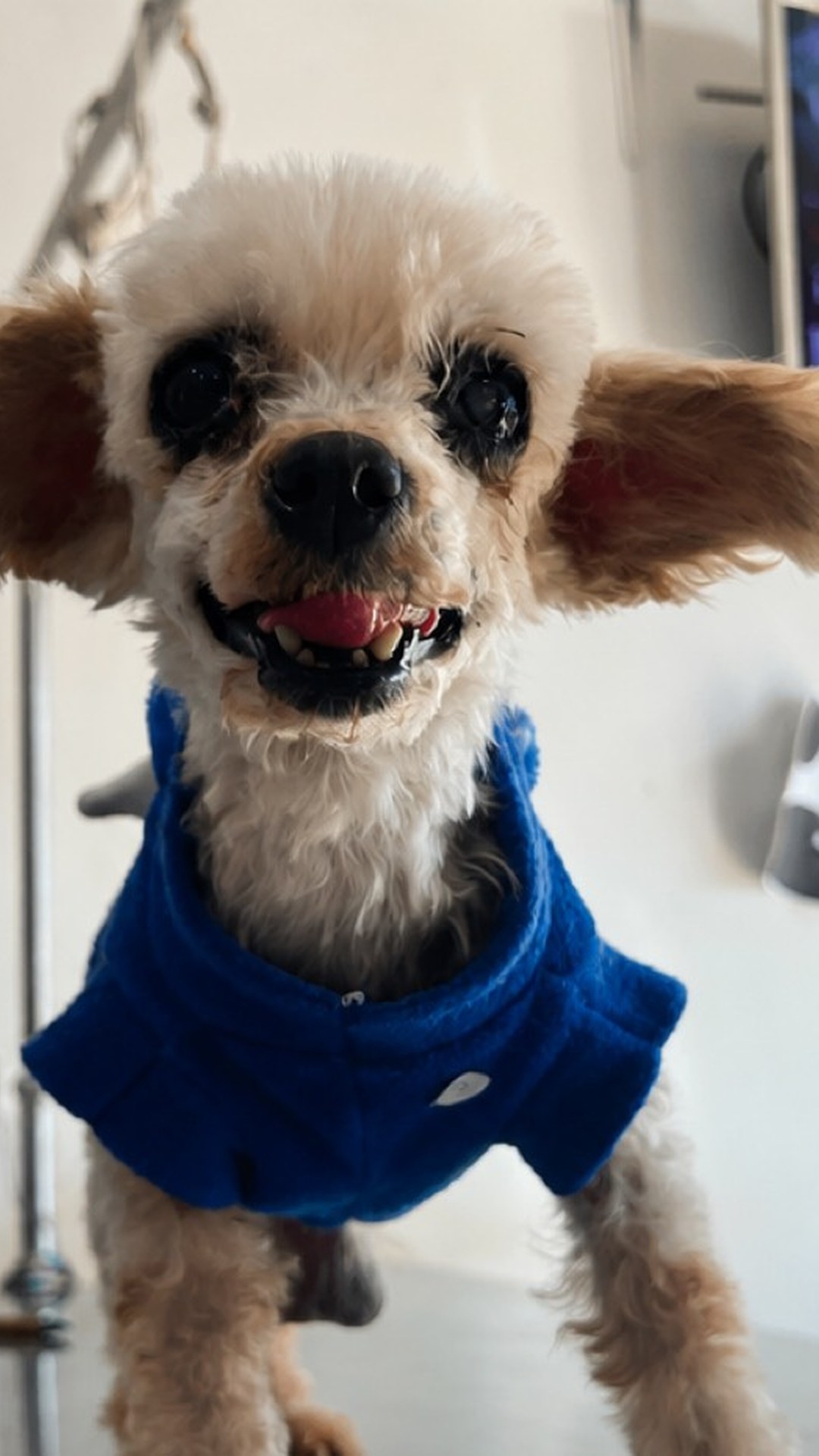 Pulguita recuperada con abrigo azul