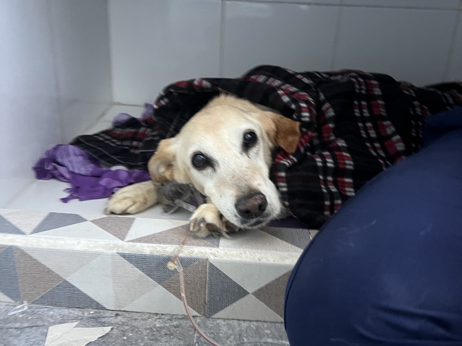Labrador en recuperación con suero