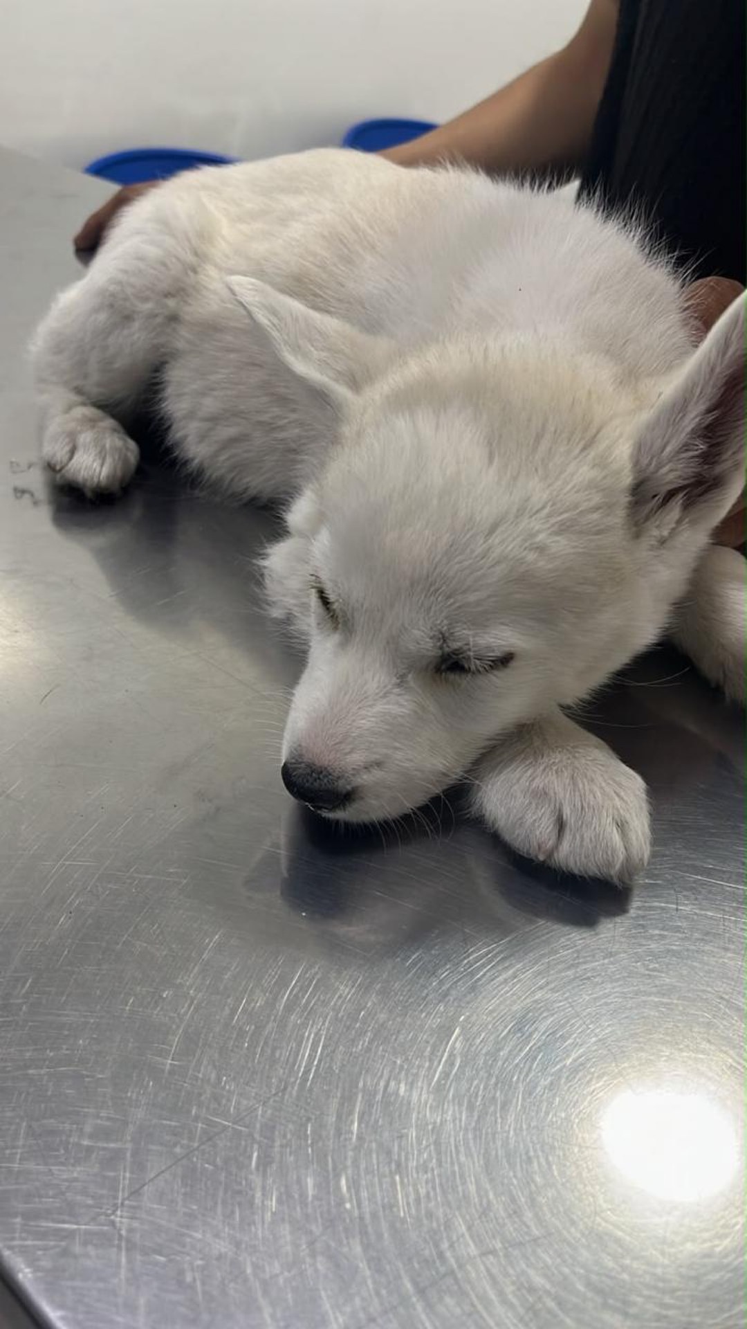 Cachorro blanco en mesa de clínica