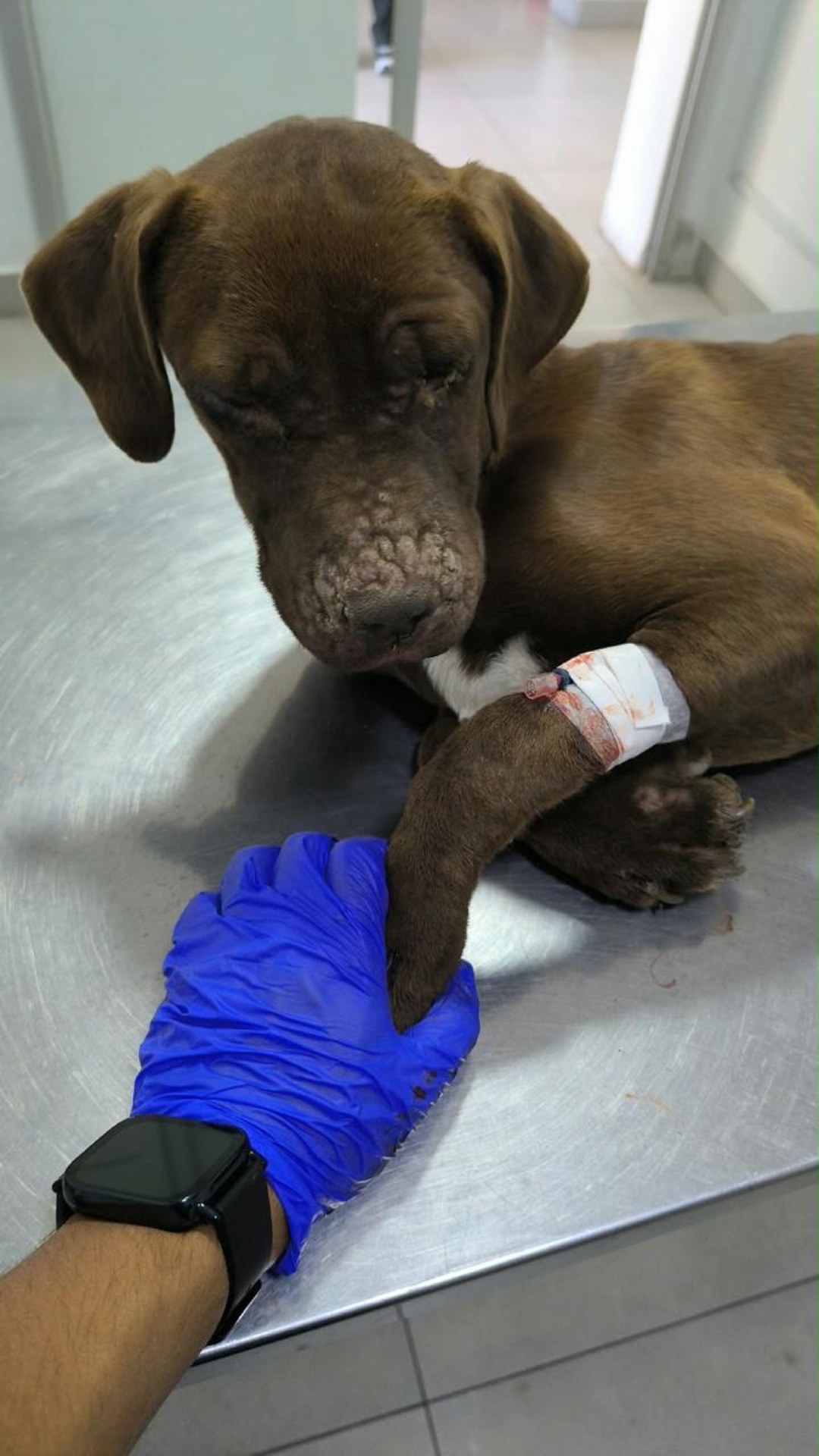 Cachorro café tomando la mano del veterinario