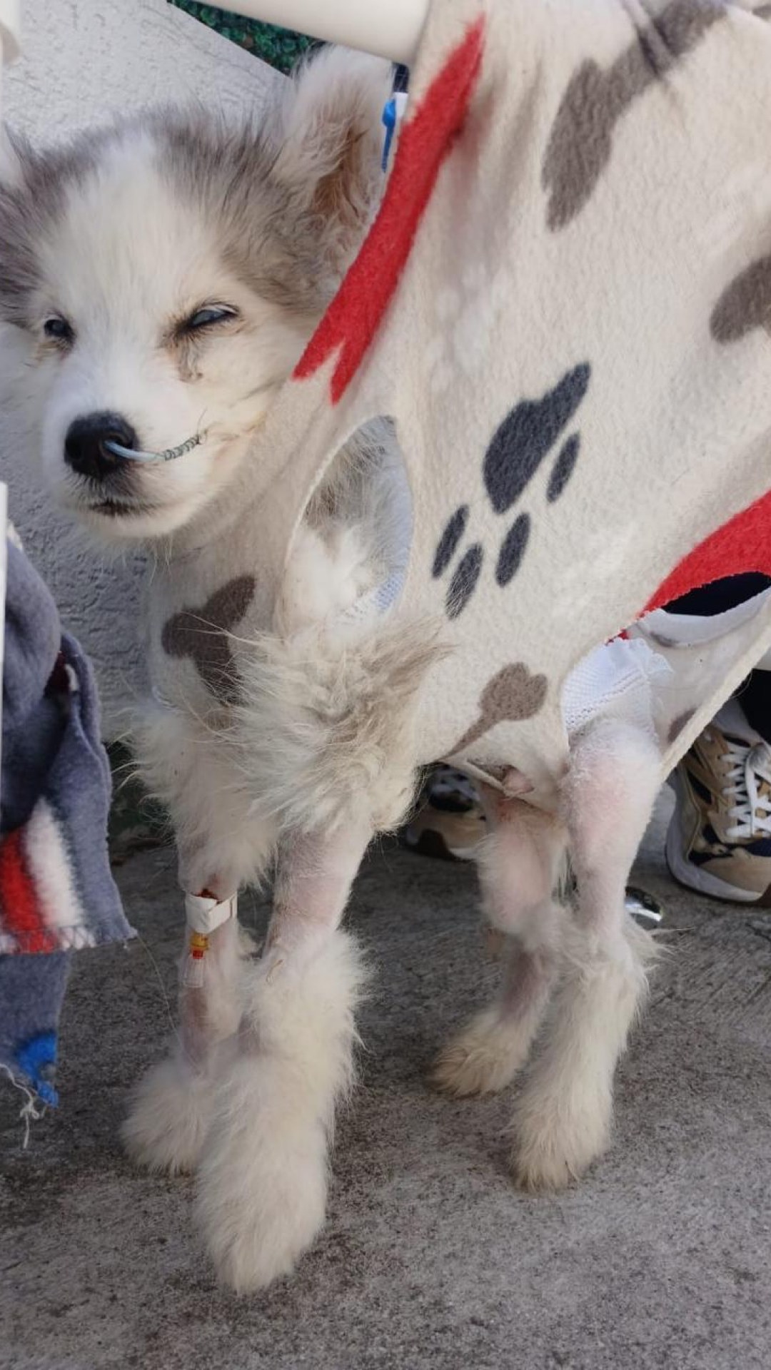 Cachorro rescatado con suéter e intravenoso