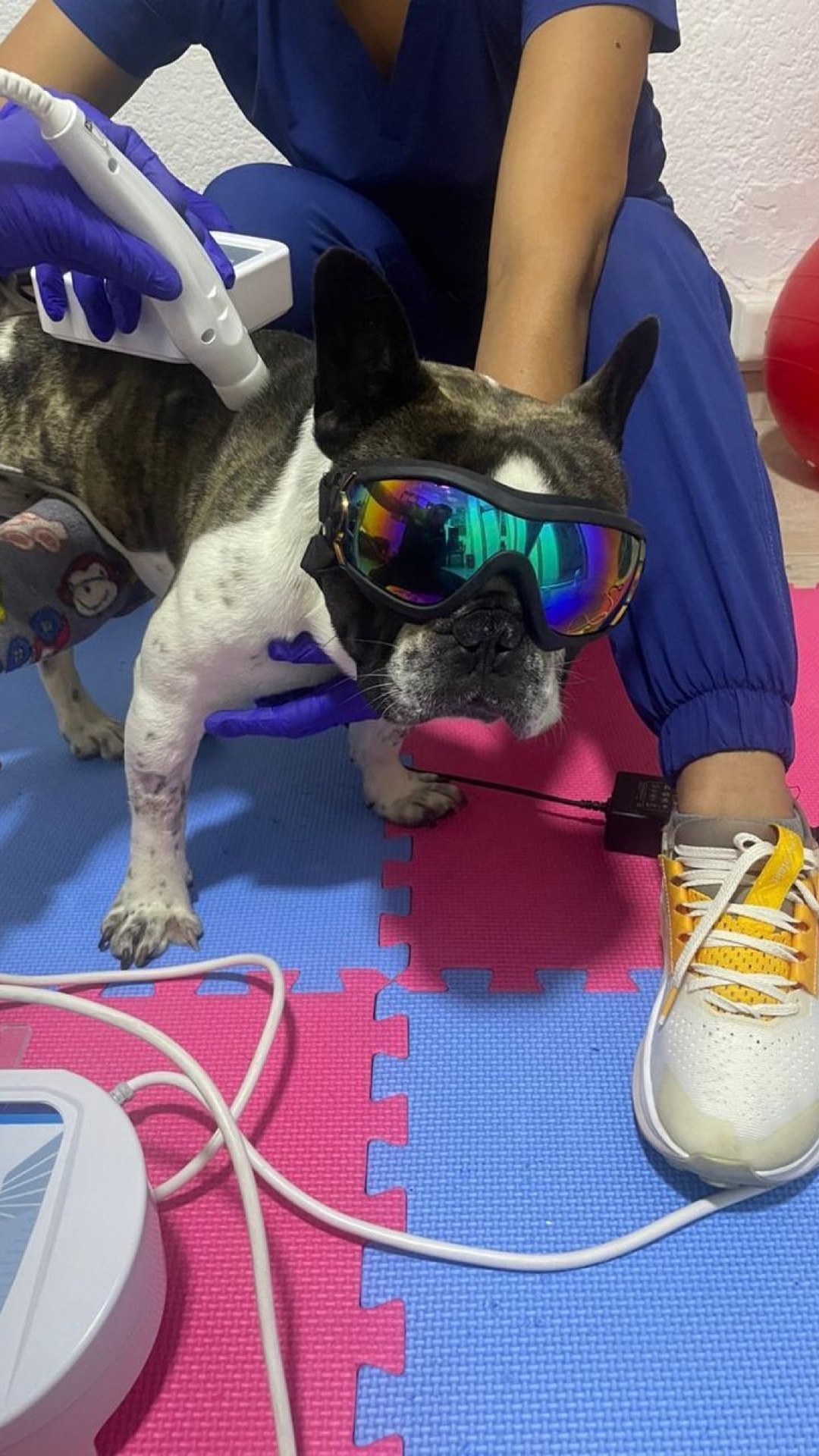 Bulldog en terapia láser